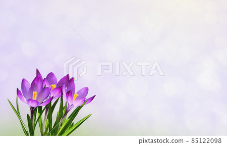 Purple crocus flowers in corner on soft bokeh Purple crocus flowers in corner on soft bokeh 85122098