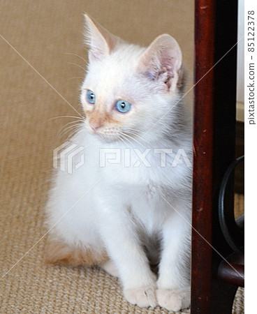 I'm a naughty kitten, still 3 months old. Is it Siamese? I'm a naughty kitten, still 3 months old. Is it Siamese? 85122378