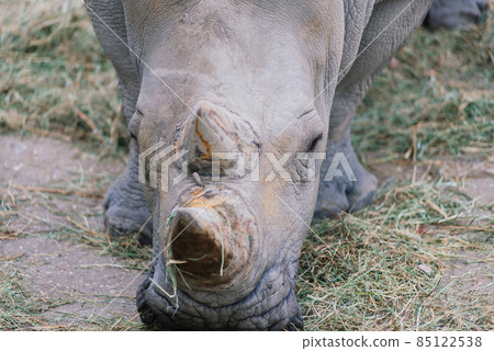Close up photo of a rhino, big old rhinoceros 85122538