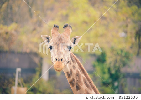 Close up portrait of giraffe camelopardalis in nature and zoo Close up portrait of giraffe camelopardalis in nature and zoo 85122539