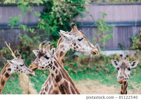 Close up portrait of giraffe camelopardalis in nature and zoo Close up portrait of giraffe camelopardalis in nature and zoo 85122540