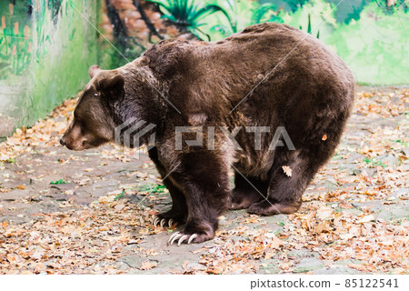 Closeup beautiful portrait of big brown bear 85122541