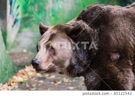 Closeup beautiful portrait of big brown bear Closeup beautiful portrait of big brown bear 85122542