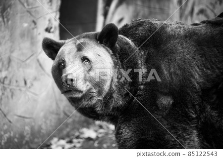 Closeup beautiful portrait of big brown bear Closeup beautiful portrait of big brown bear 85122543