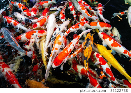 一群游泳的珠寶和錦衣 85122788