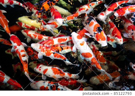 一群游泳的珠寶和錦衣 85122793