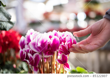婦女的手觸摸花 85122807