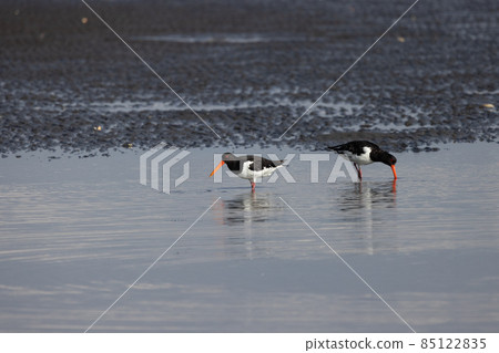 Oystercatcher looking for food in the shallow water where the tide is low Oystercatcher looking for food in the shallow water where the tide is low 85122835