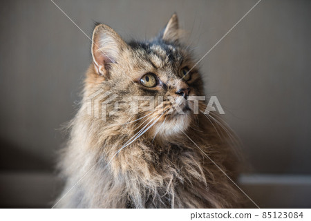Norvegian forest cat close up portrait at home 85123084