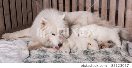 Samoyed dog mother with puppies. Puppies suckling mother 85123087
