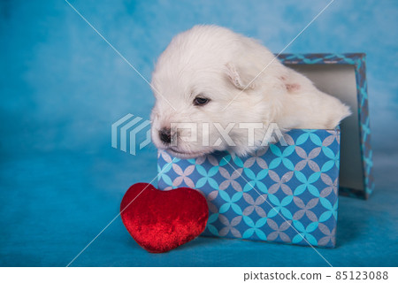 White fluffy small Samoyed puppy dog in a gift box 85123088