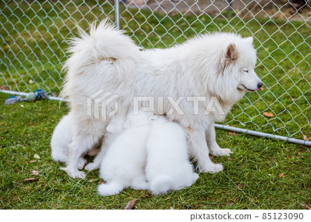 Samoyed dog mother with puppies. Puppies suckling mother 85123090