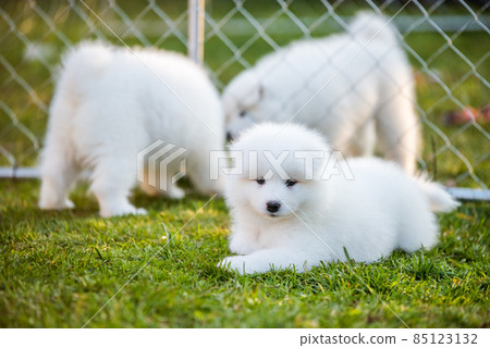 Funny fluffy white Samoyed puppies dogs are playing Funny fluffy white Samoyed puppies dogs are playing 85123132