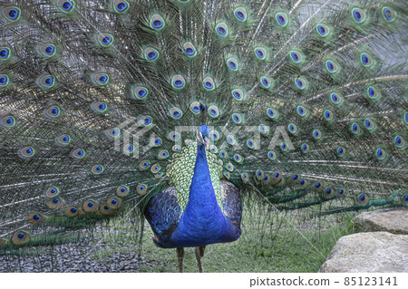An elegant peacock that spreads its wings An elegant peacock that spreads its wings 85123141