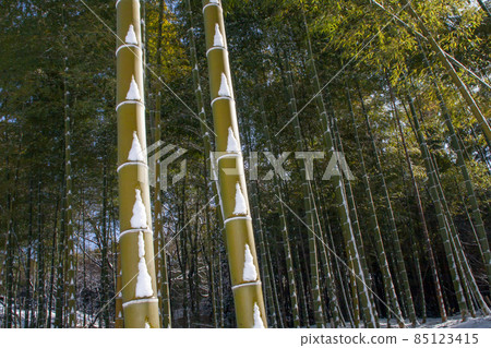 暴風雪後的竹林景觀-2 85123415