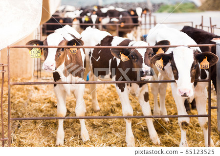 weekly calves in stall at dairy farm weekly calves in stall at dairy farm 85123525