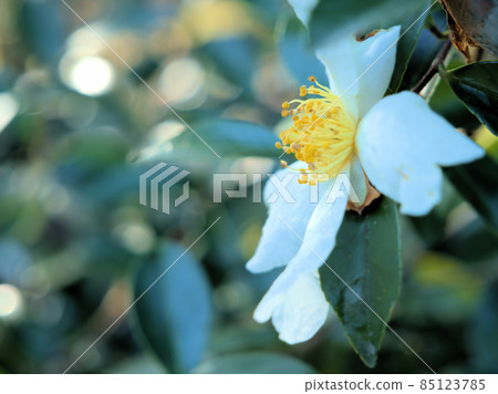 12 月“茶花” 12 月“茶花” 85123785