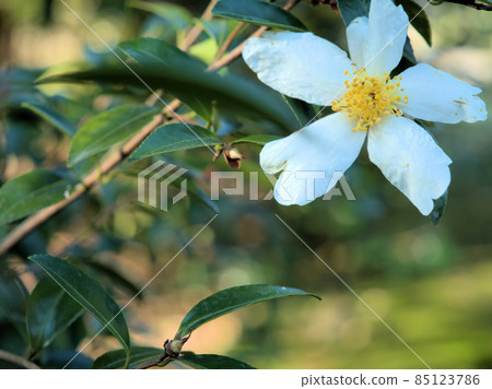 12 月“茶花” 12 月“茶花” 85123786