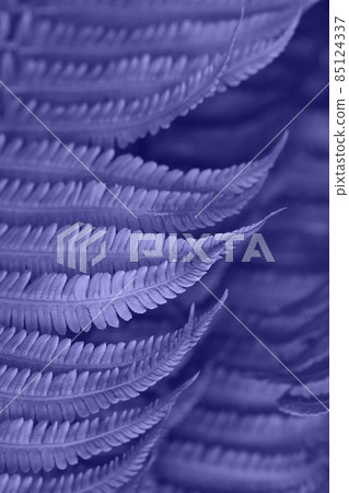 Background of green fern leaves 85124337