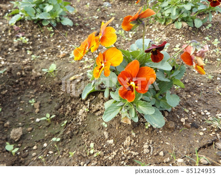 Orange and red viola flowers at Sanyo Medea Flower Museum Orange and red viola flowers at Sanyo Medea Flower Museum 85124935