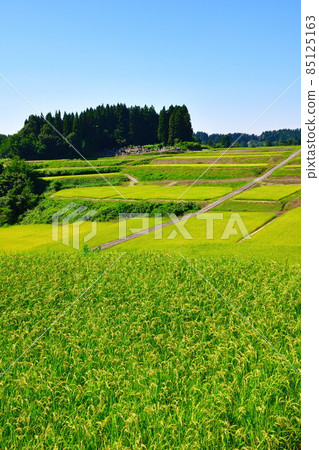 Tochio Raiden（新潟縣）的梯田 85125163
