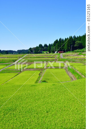Tochio Raiden(新潟縣)的梯田 Tochio Raiden(新潟縣)的梯田 85125165