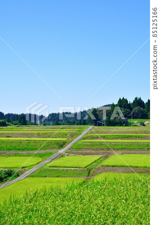 Tochio Raiden(新潟縣)的梯田 Tochio Raiden(新潟縣)的梯田 85125166