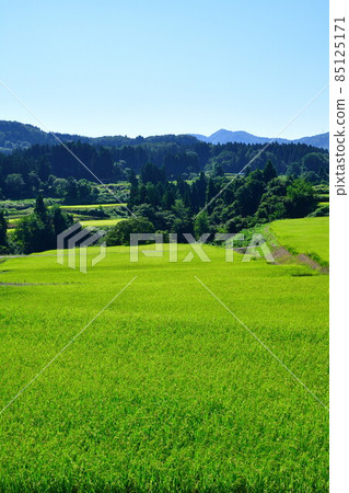 Tochio Raiden(新潟縣)的梯田 Tochio Raiden(新潟縣)的梯田 85125171