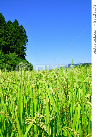 Tochio Raiden（新潟縣）的梯田 85125172