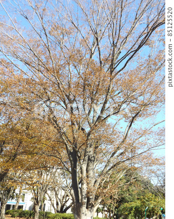 Beautifully colored yellow leaves of zelkova 85125520