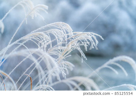 [冬季材料] 覆蓋著白霜的蒲葦[長野縣] 85125554
