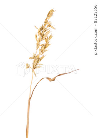 Ripe dried spikelet of oats isolated on a white background. Ripe dried spikelet of oats isolated on a white background. 85125556