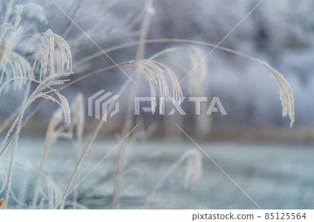[Winter material] Japanese pampas grass covered with hoarfrost [Nagano Prefecture] 85125564