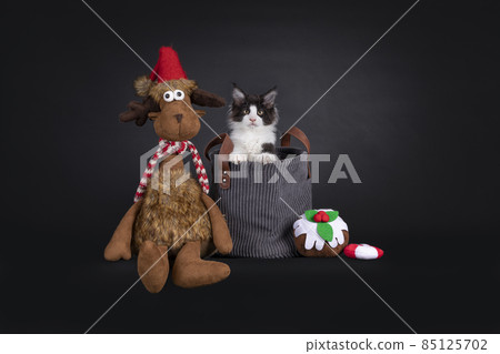 Kitten in xmas setting on black Kitten in xmas setting on black 85125702