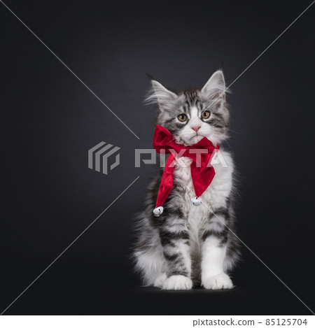 Maine Coon with bow tie on black background Maine Coon with bow tie on black background 85125704