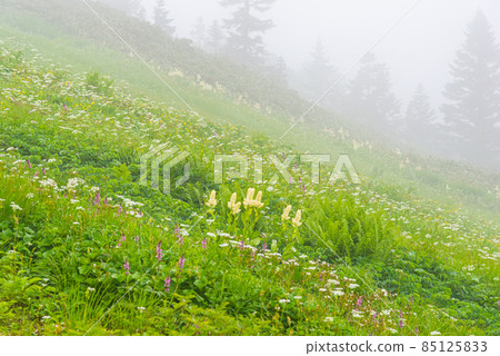 Hachimantai flower garden 85125833