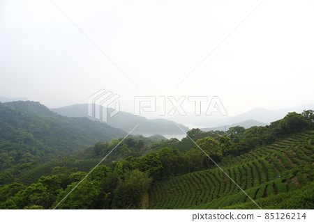 文山包種茶 85126214