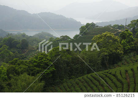 文山包種茶 85126215