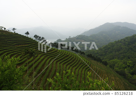 文山包種茶 85126218