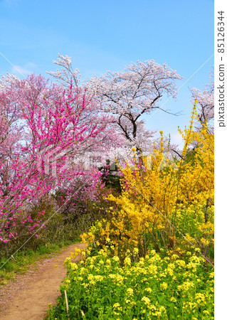 Spring Hanamiyama Park 85126344