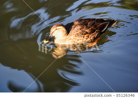 Scenery of ducks swimming gracefully under the winter sky 85126346