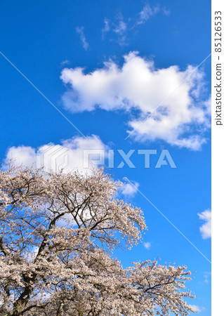 Aozora Yoshino cherry tree 85126533