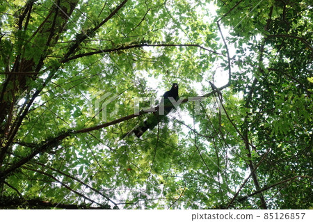 臺灣藍鵲 臺灣藍鵲 85126857