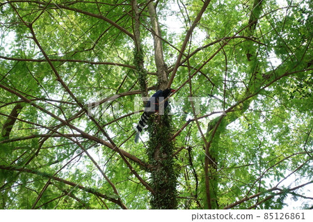 臺灣藍鵲 85126861