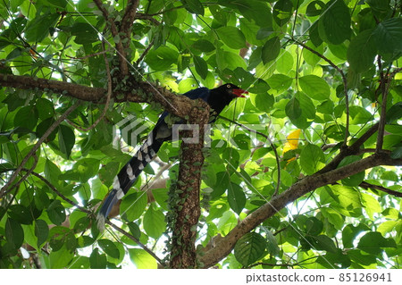 臺灣藍鵲 85126941