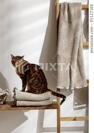 Bengal cat posing on organic linen towels in bathroom interior Bengal cat posing on organic linen towels in bathroom interior 85127168