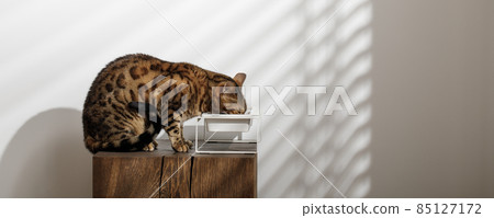 Bengal cat eating food on solid oak wood stump from minimalistic ceramic pet bowl Bengal cat eating food on solid oak wood stump from minimalistic ceramic pet bowl 85127172
