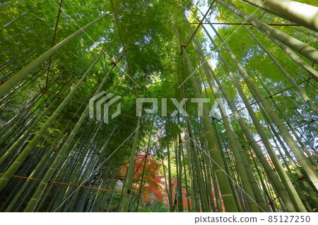 神奈川縣鎌倉市淨明寺 85127250