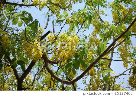 Poinciana Poinciana 85127403