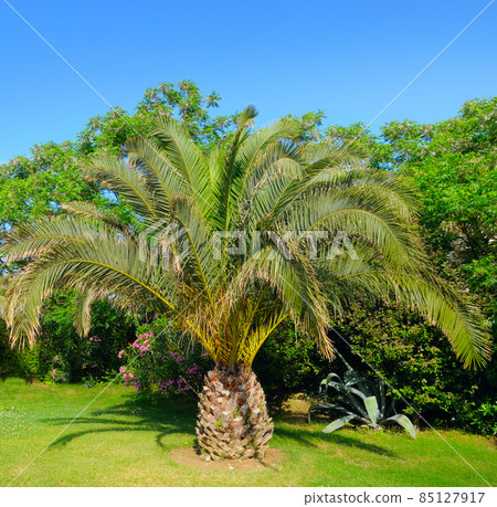 Palm tree and green grass lawn Palm tree and green grass lawn 85127917